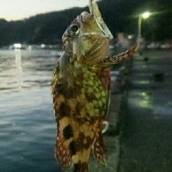 ちっちゃいカサゴとメバル