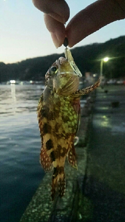 ちっちゃいカサゴとメバル