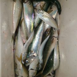 サバ釣り ~夕方に回遊してきた!~