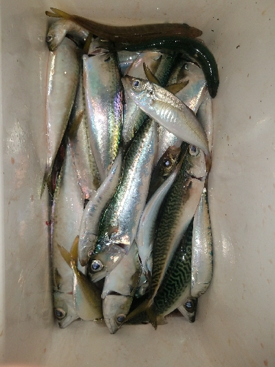 サバ釣り ~夕方に回遊してきた!~