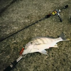 武庫川河口でチニング!