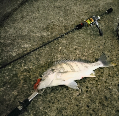 武庫川河口でチニング!