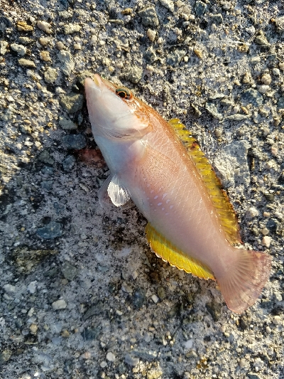 ガシラ釣り　～小さいのが多い～