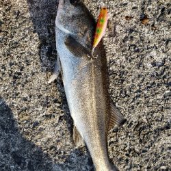 久々釣果、ヒラメは釣れないけど・・