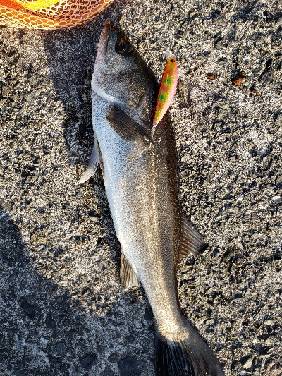 久々釣果、ヒラメは釣れないけど・・