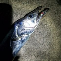 タチウオ釣り ~粘る価値アリ!~