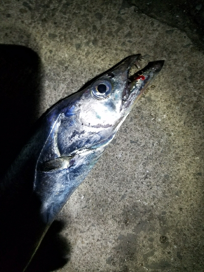 タチウオ釣り ~粘る価値アリ!~