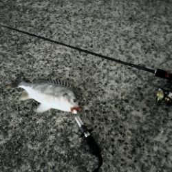 釣りにグビッたけ!~武庫川河口でチニング~