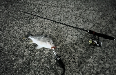 釣りにグビッたけ!~武庫川河口でチニング~