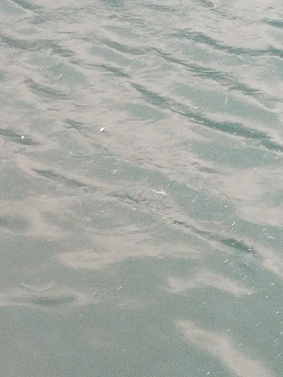 イワシ釣り　～天候急変！恐怖の体験～