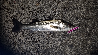 シーバスゲーム最高！