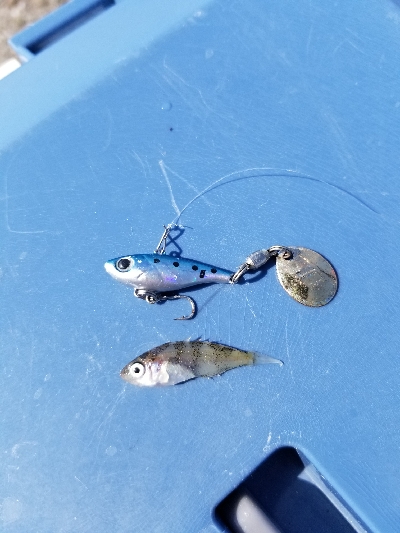 ﾏｯﾁｻﾞﾍﾞｲﾄ