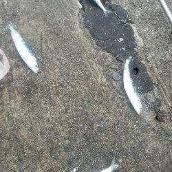 イワシ釣り ~サバ、37.5センチ~