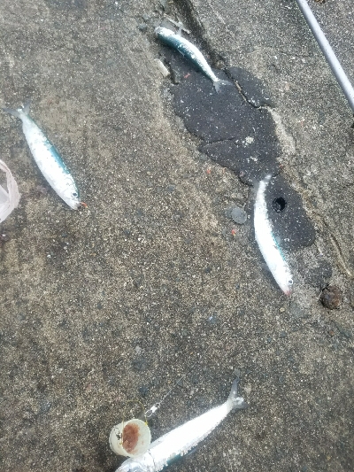 イワシ釣り ~サバ、37.5センチ~