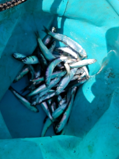 スズキ釣り　～スズキ、79センチ～