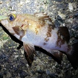 急激な気候変化