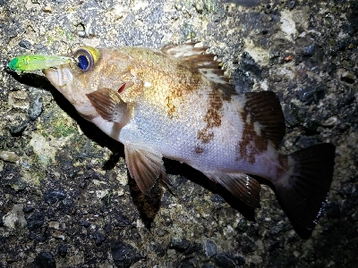 急激な気候変化