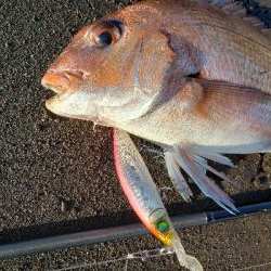 シーズン到来！サーフフィッシング