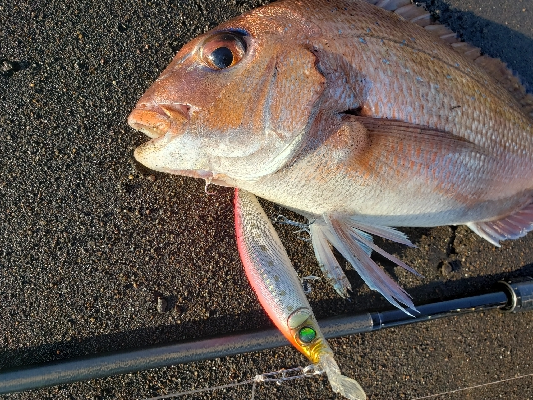 シーズン到来！サーフフィッシング