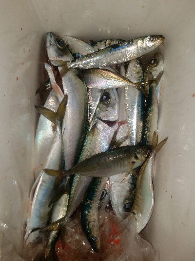 サバ釣り　～夕方に時合～