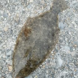 ヒラメ釣り ~メジロ、66センチ~