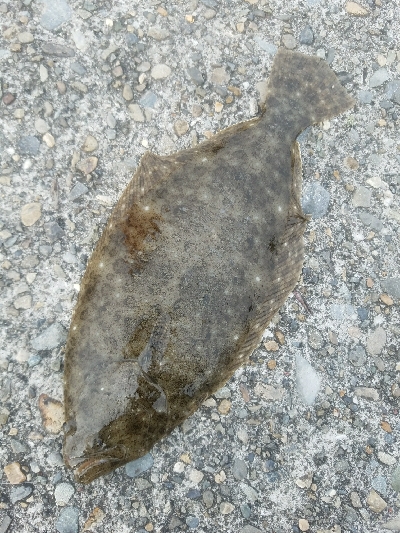 ヒラメ釣り ~メジロ、66センチ~