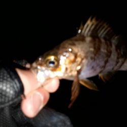 オーマイガーッ！