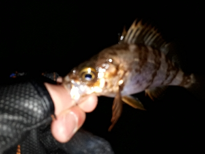 オーマイガーッ！