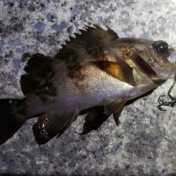 久々にアジを…