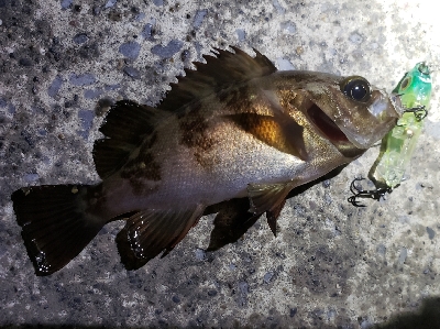 久々にアジを…