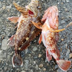 ヒラメ釣り ~マゴチ、59センチ~