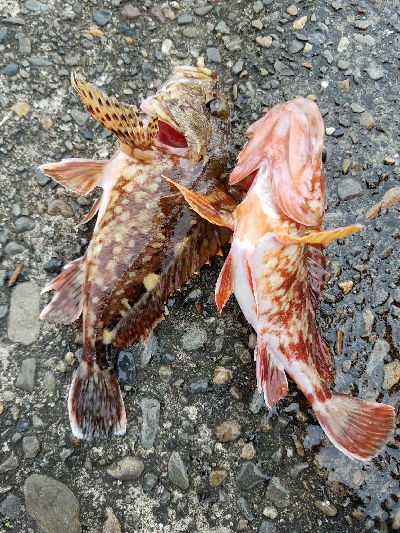 ヒラメ釣り ~マゴチ、59センチ~