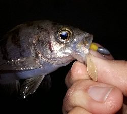 淡路島での用事を済ませて後・・・