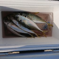 サビキからのエギング！