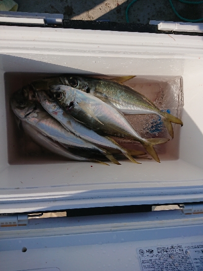 サビキからのエギング！