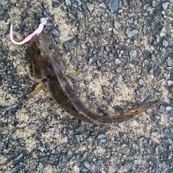 メバルさがし①