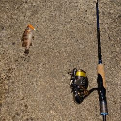 今夜もメバル釣り。