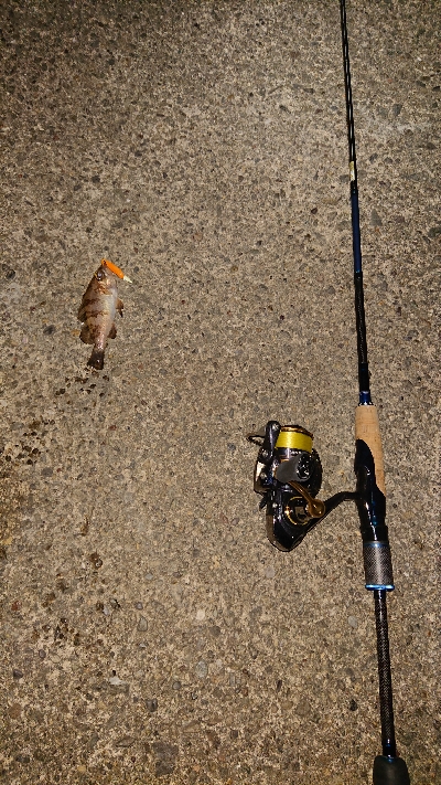 今夜もメバル釣り。