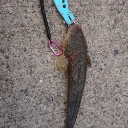 太刀魚狙いですが…