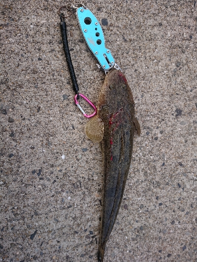 太刀魚狙いですが…