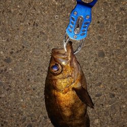 今夜もいつものポイントへ。