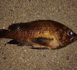 自己記録更新。