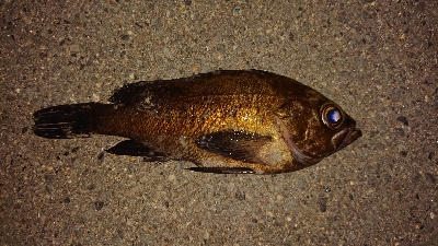 自己記録更新。