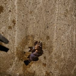 今夜もメバリング。