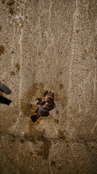 今夜もメバリング。