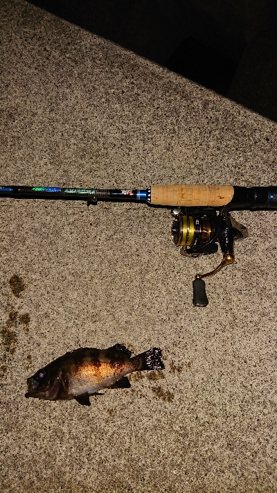 今日は厳しい。