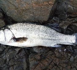 県南地磯でヒラスズキ
