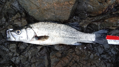 県南地磯でヒラスズキ