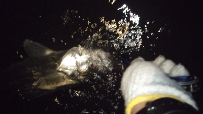 シャローで狙い打ち