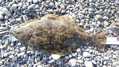 今年初のフラットが自己記録更新サイズ